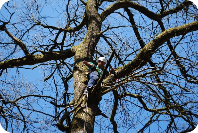 Staalkabel installeren voor het ophangen van een boomhut